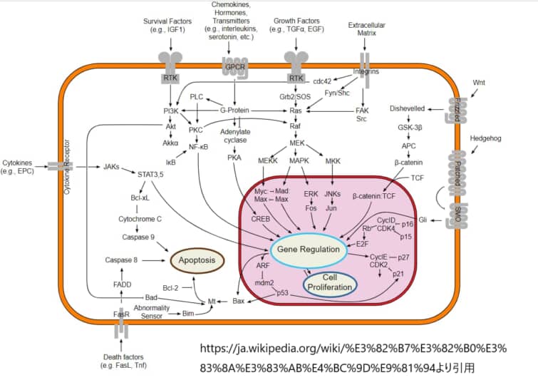 細胞の情報伝達経路