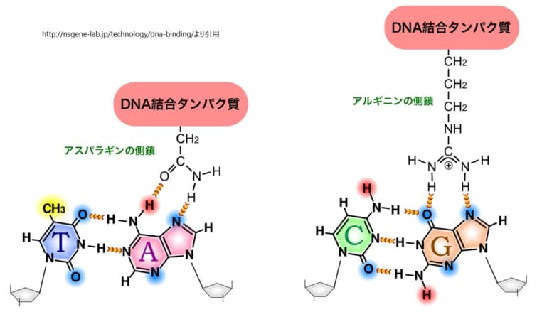 塩基とアミノ酸の結合