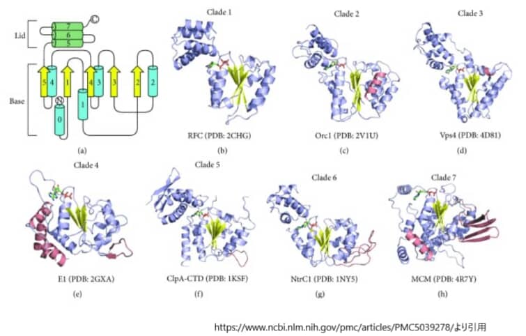 AAA+ドメインのクレード