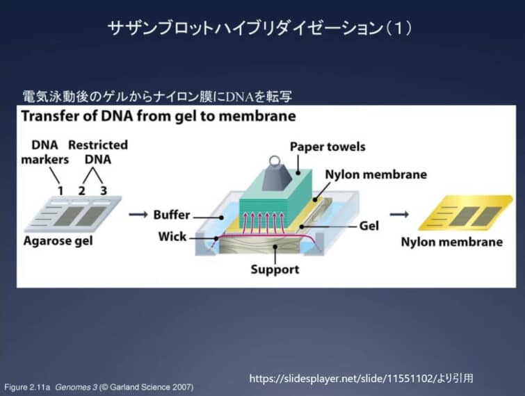サザンブロット1