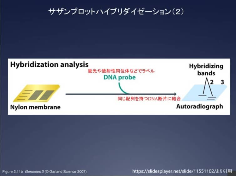 サザンブロット2