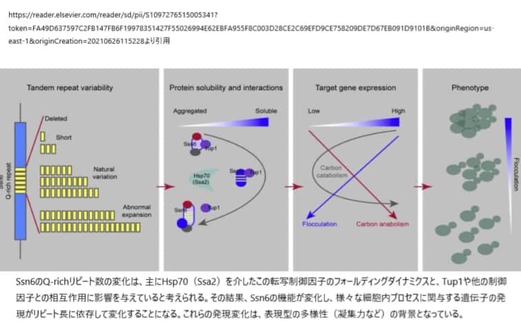 グルタミンリピートの数と表現型の関係