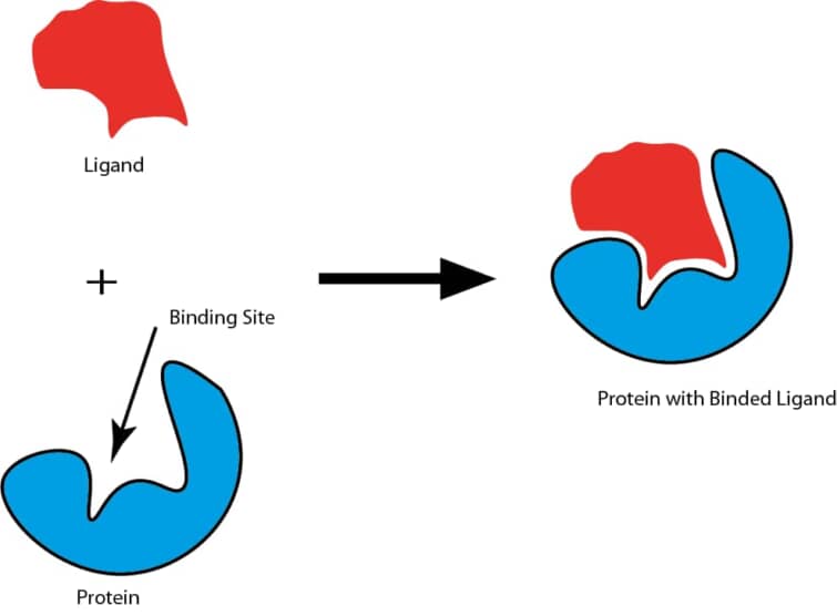 リガンドとバインディングサイト