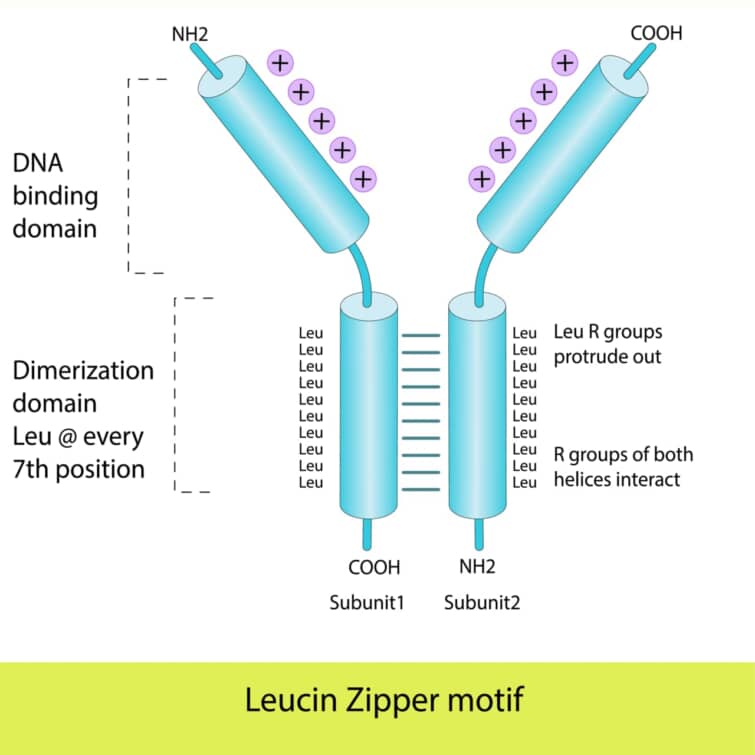 ロイシン・ジッパー