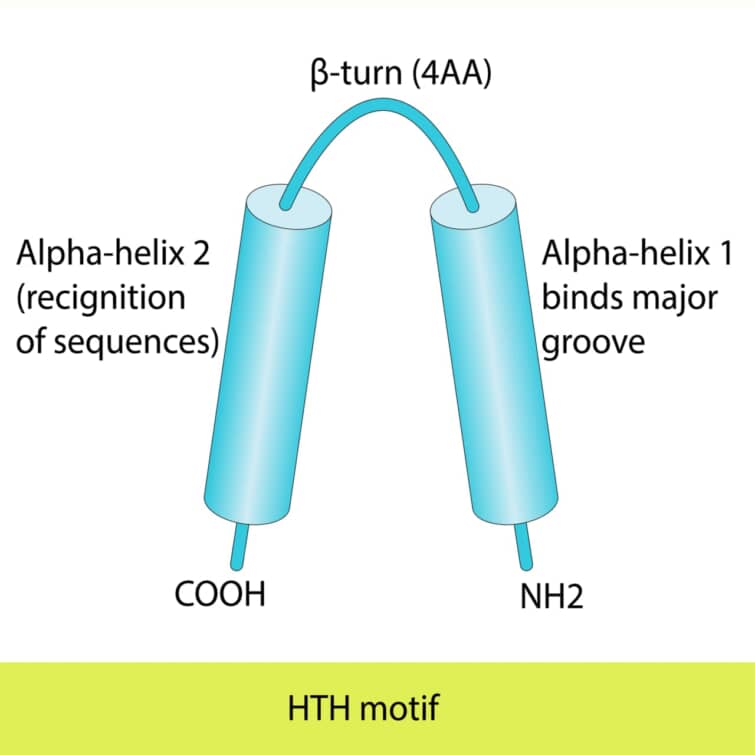 ヘリックスターンヘリックス