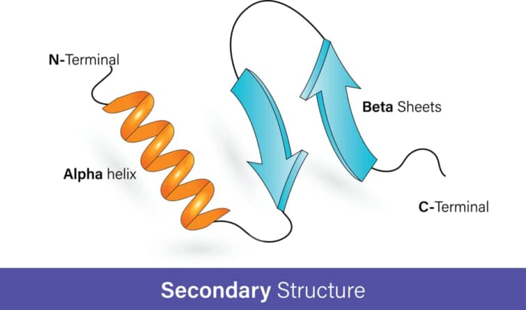 αヘリックスとβヘリックス
