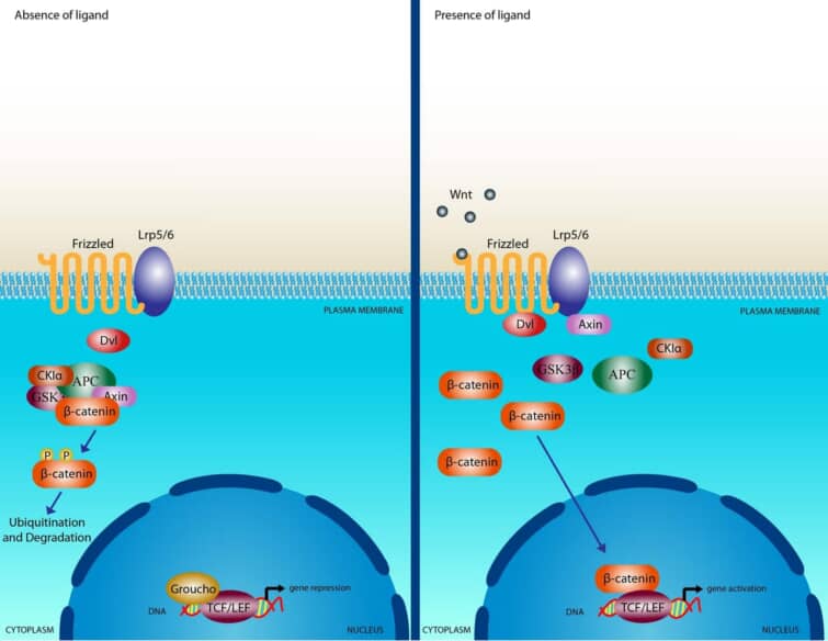 wnt signal pathway