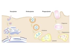 エンドサイトーシス、エクソサイトーシス、ファゴサイトーシス