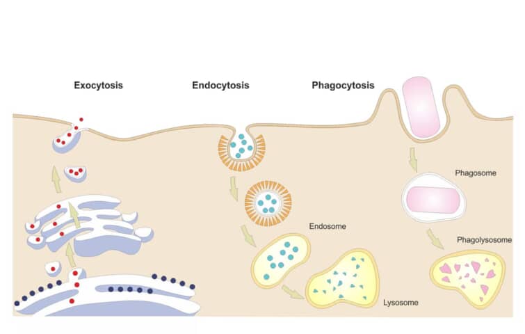 エンドサイトーシス、エキソサイトーシス、ファゴサイトーシス