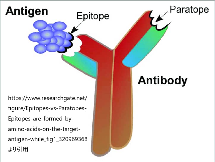 エピトープとパラトープ