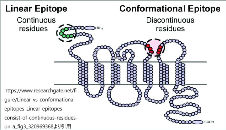 エピトープの種類