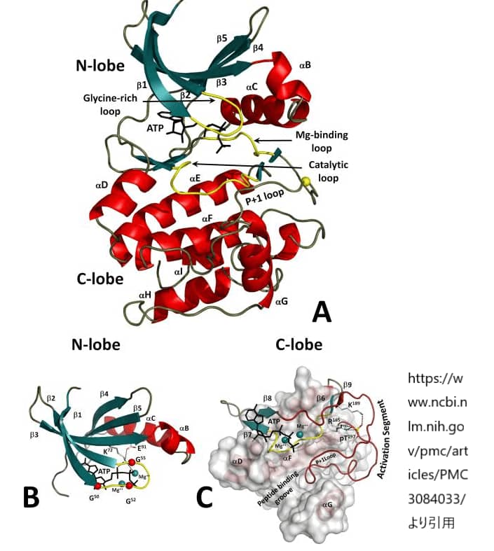 プロテインカイネースの構造