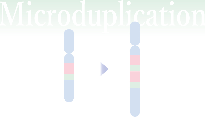 微細重複症候群（微小重複症候群、マイクロデュプリケーション）