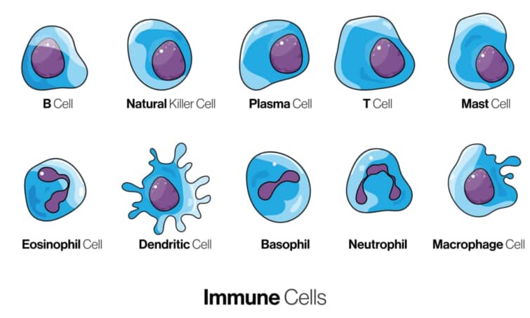 抗原提示細胞APC