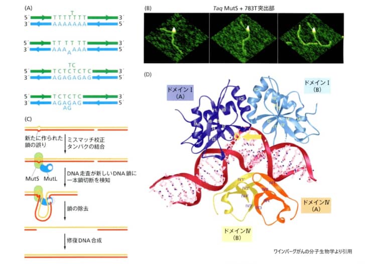 MMR ミスマッチリペア