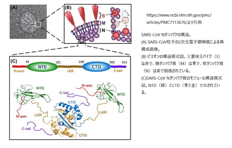 新型コロナウイルスのNタンパク