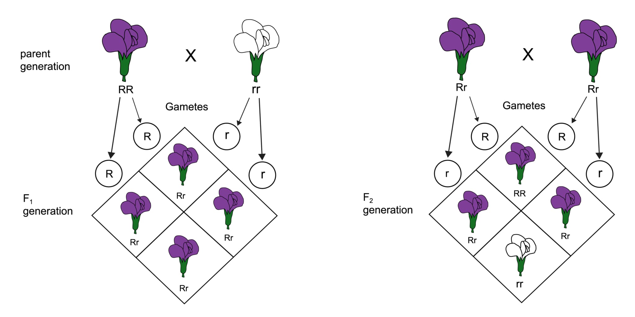 メンデルの法則