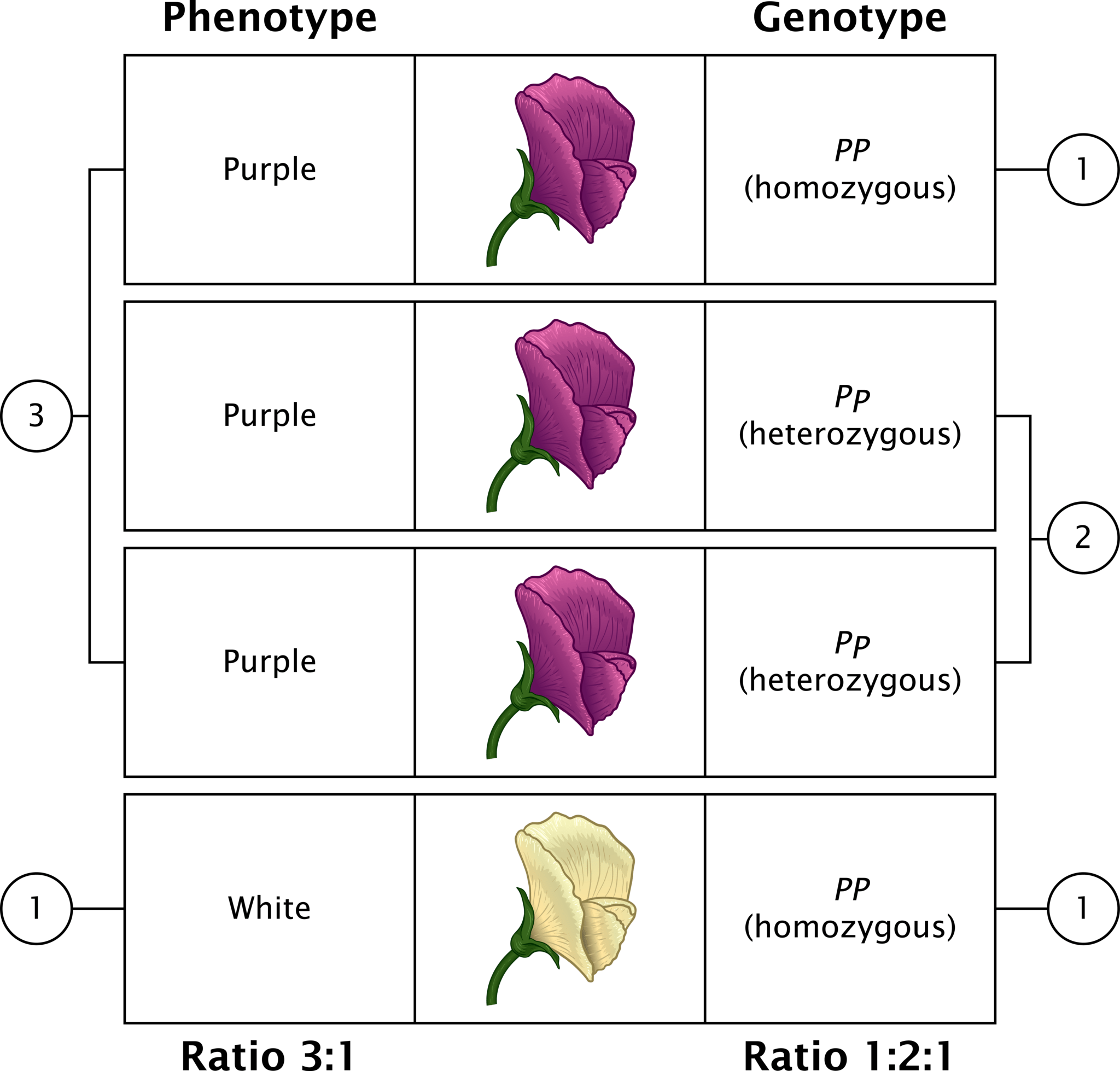 表現型と遺伝子型