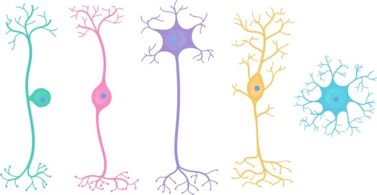 基本ニューロン型