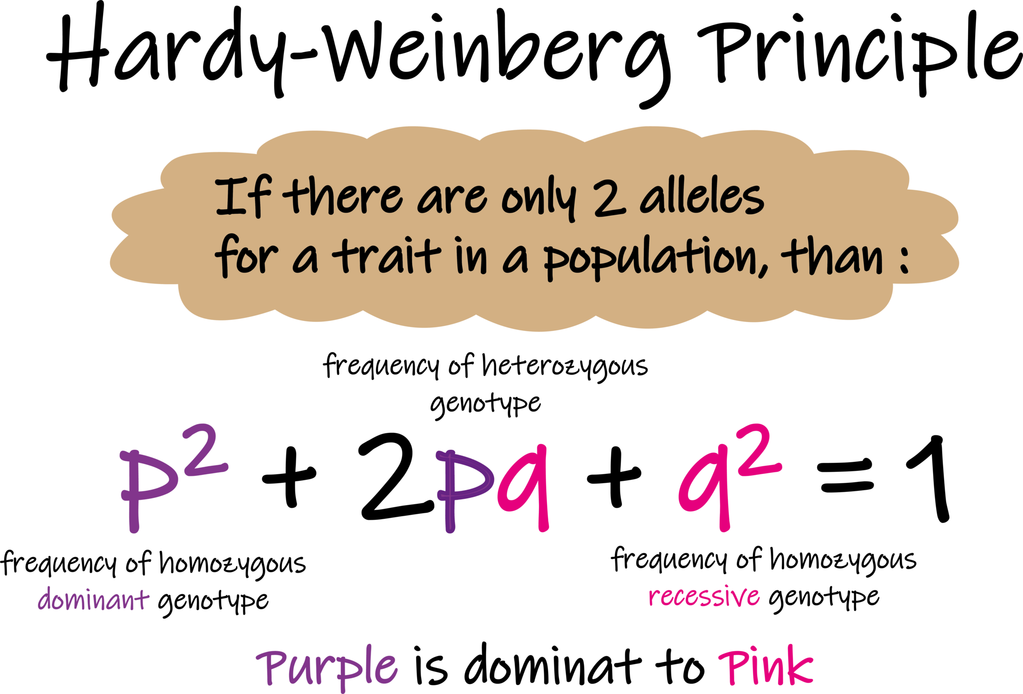 ハーディー・ワインバーグの法則 東京・ミネルバクリニック