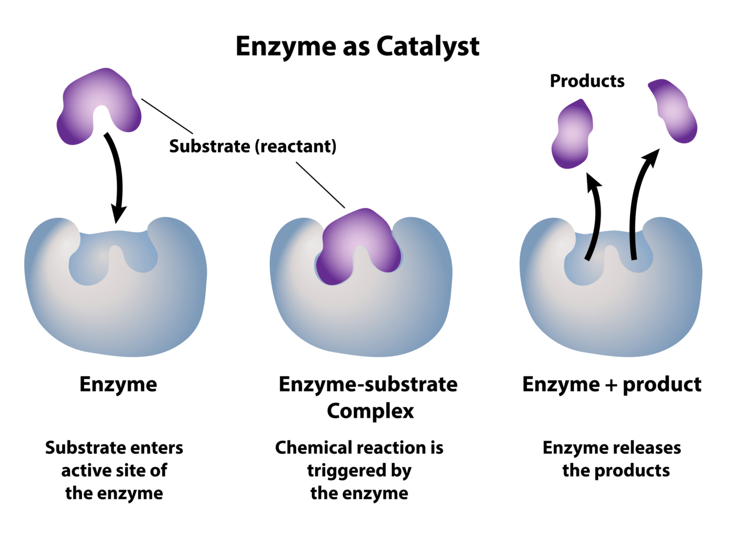 化学反応の触媒としての酵素。 基質反応物質が酵素の活性部位に入り込む。 化学反応が産物を作り出す。