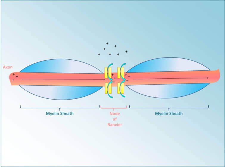 有髄軸索のランビエ節における活動電位の跳躍伝導の模式図