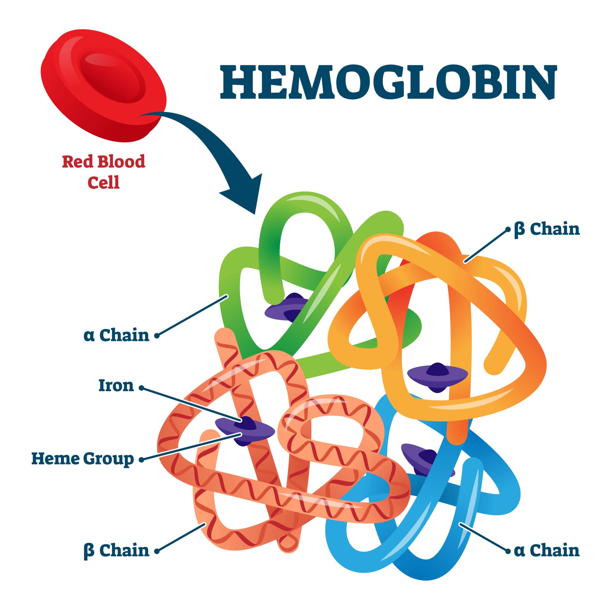 ヘモグロビンの分子構造