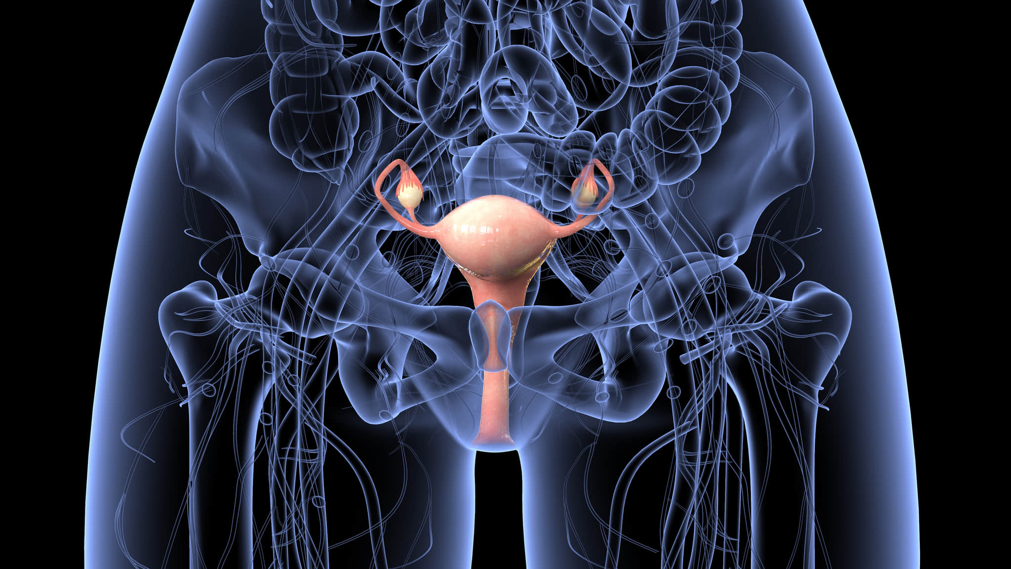 女性の生殖系の卵巣は、卵子や卵子と呼ばれる卵細胞を産生する。次に、卵母細胞は受精した卵管に運ばれます。