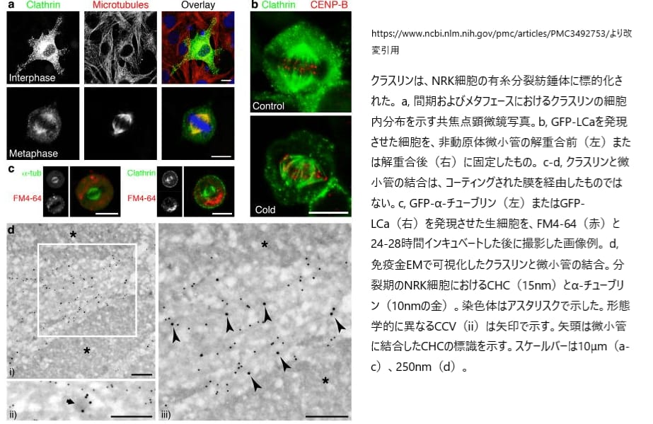 クラスリンと有糸分裂