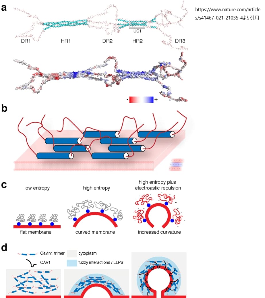 カベオリンとカビン