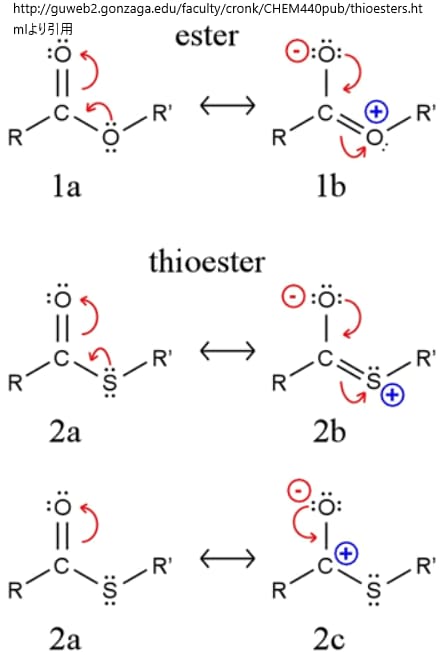 エステルとチオエステル