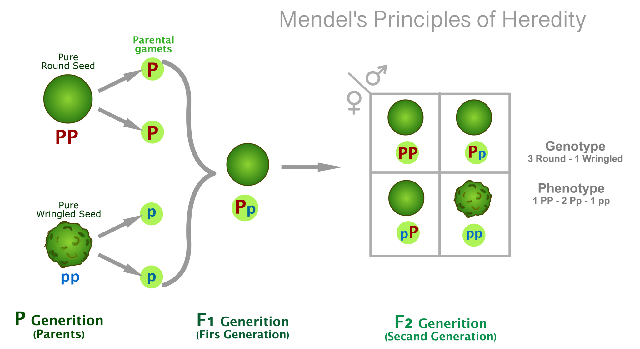 メンデルの遺伝、遺伝。豆の実験。遺伝子型、表現型の割合。世代の継承。優性劣性種子。丸く、しわ。