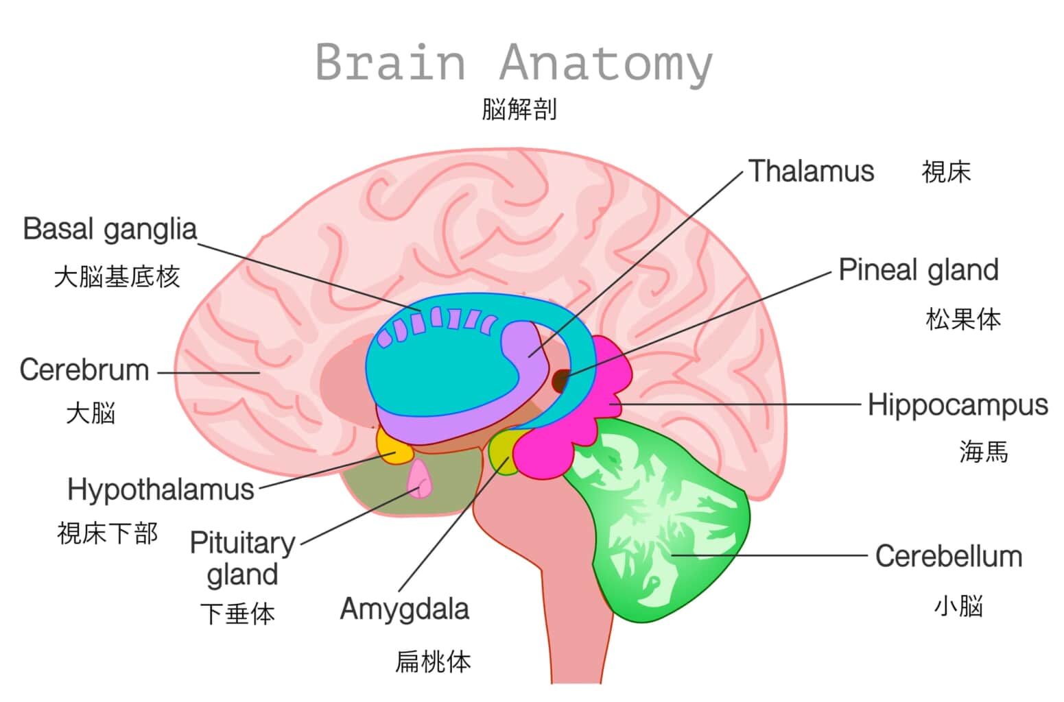 視床働き 図解 _ 視床下部前部 – GJRUSY