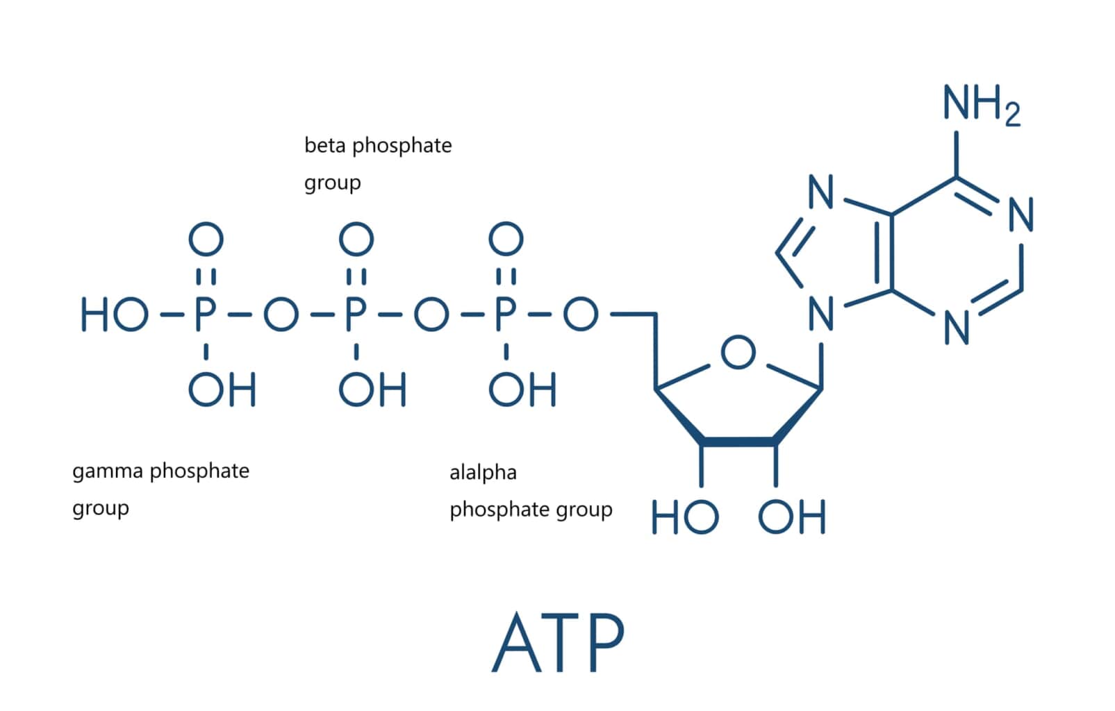 ATPとリン酸化の生化学的重要性：細胞機能とエネルギー代謝 | 東京・ミネルバクリニック