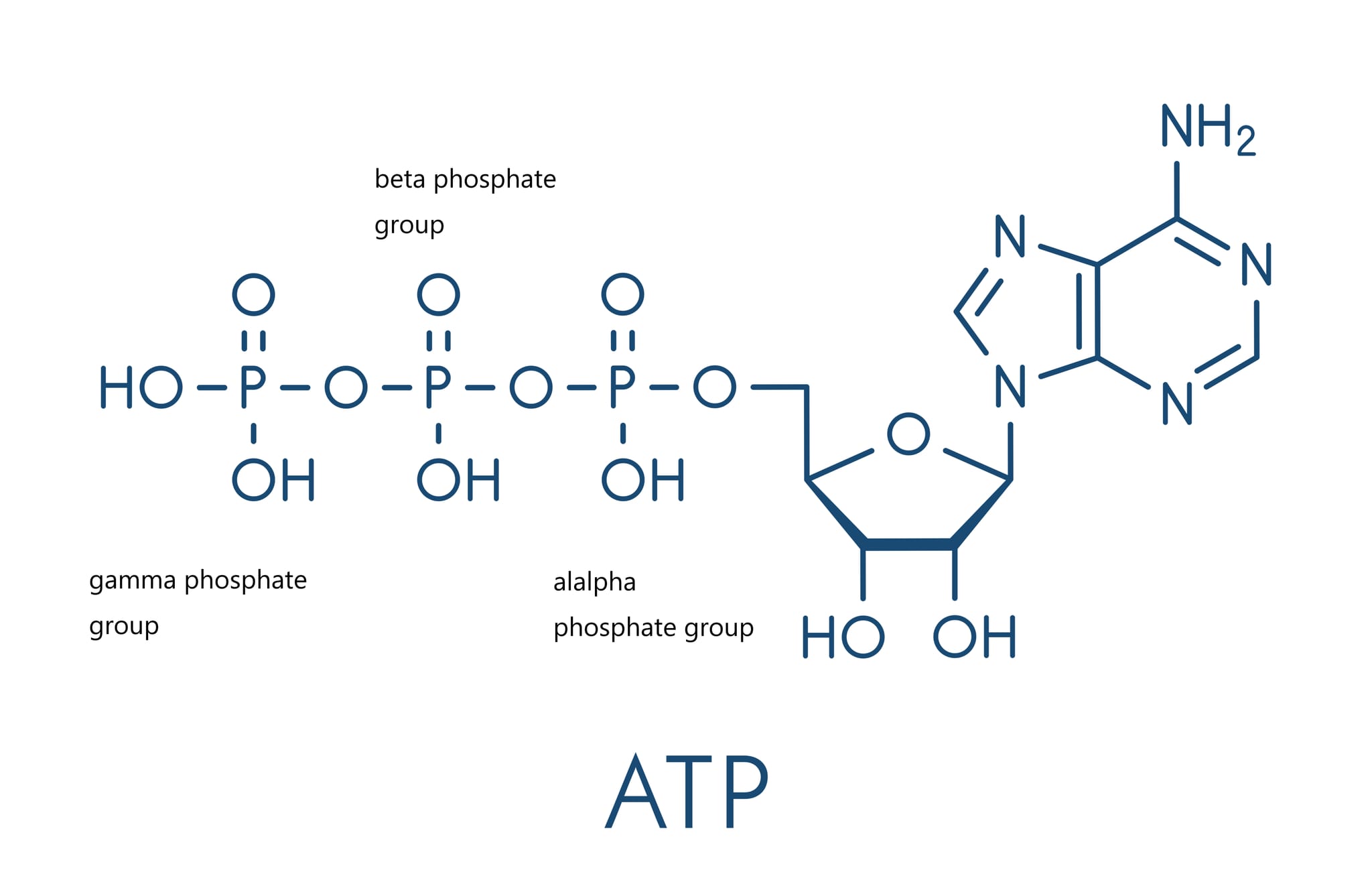 ATPとαβγリン酸
