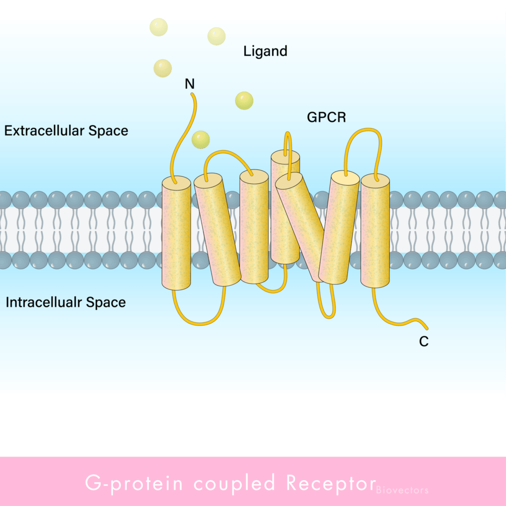 Gタンパク質共役受容体（GPCR）の謎: 構造から機能まで | 東京