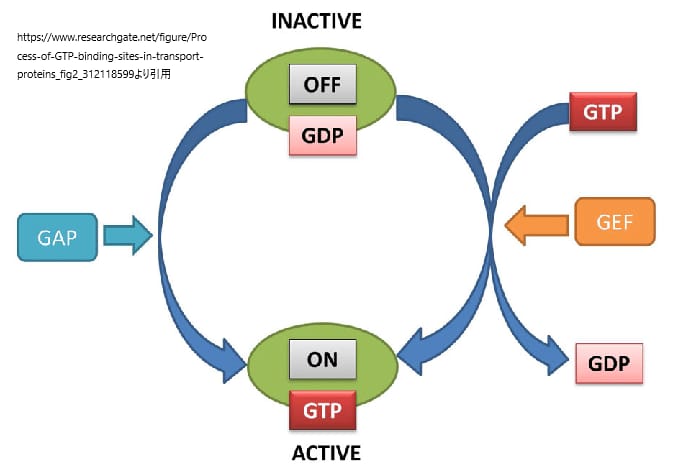 GTPとGDP　GEFとGAP