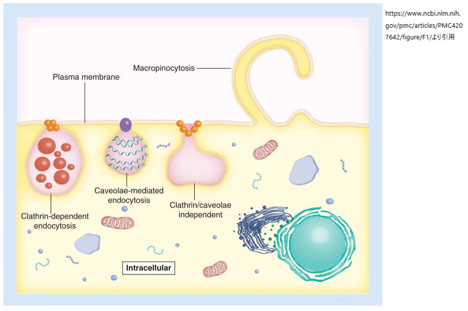 ピノサイトーシス