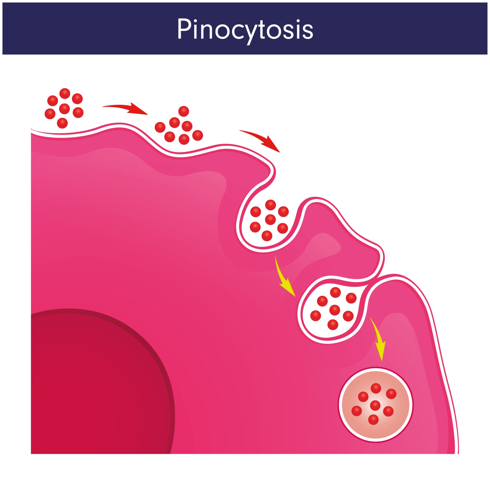 ピノサイトーシス