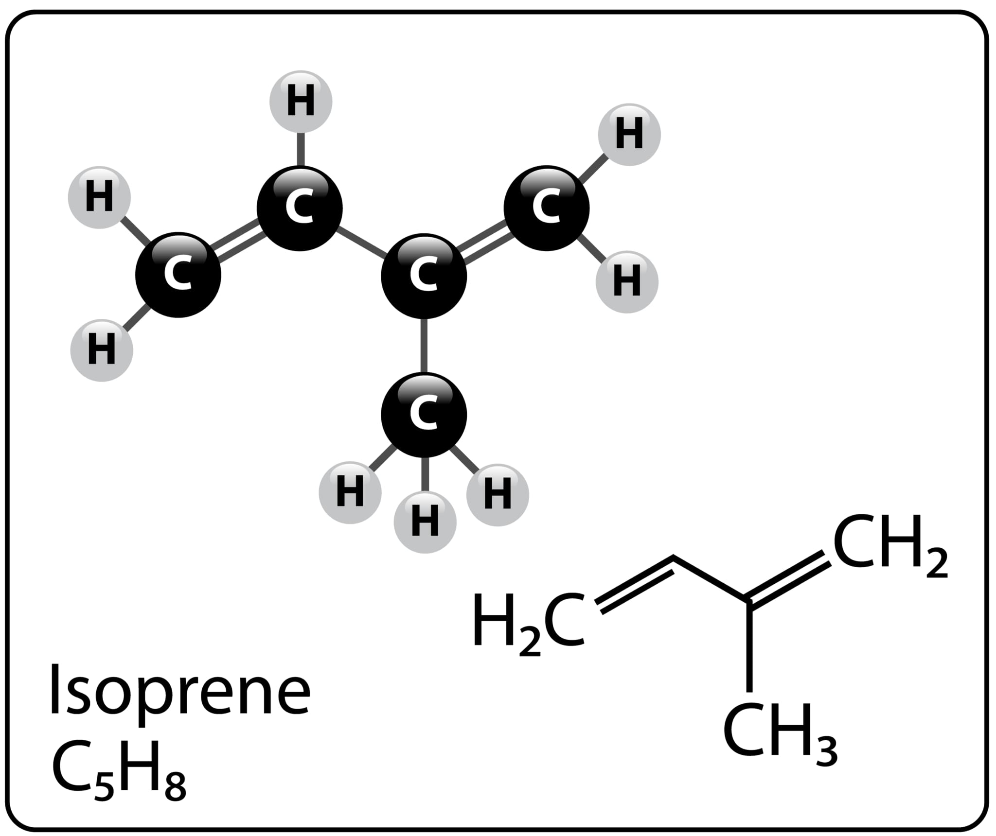 プレニル基で最小のイソプレン