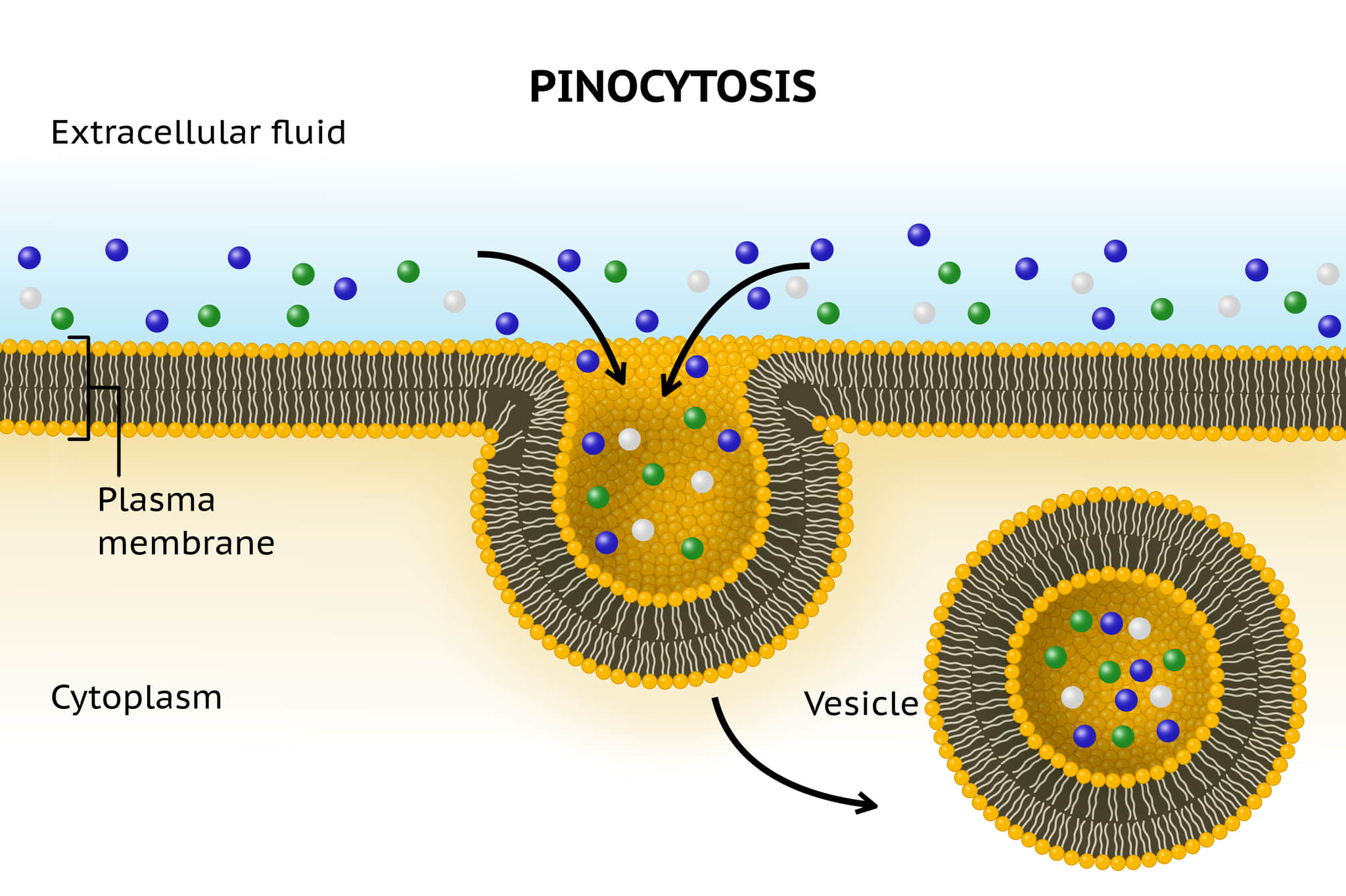 ピノサイトーシス