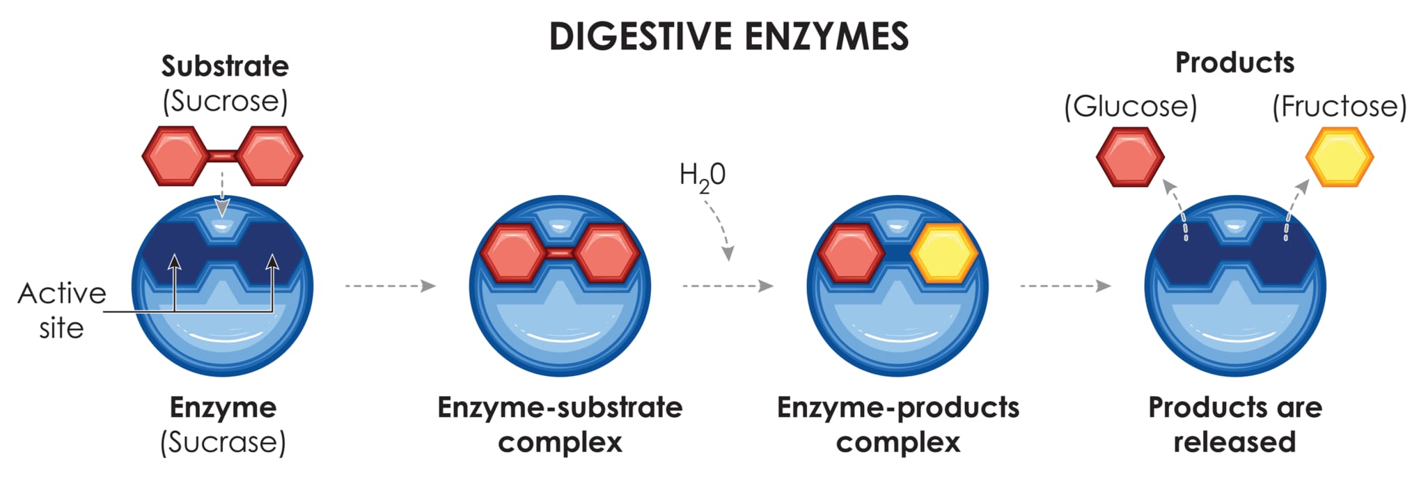 酵素enzymeの基本：その役割と健康への効果 | 東京・ミネルバクリニック
