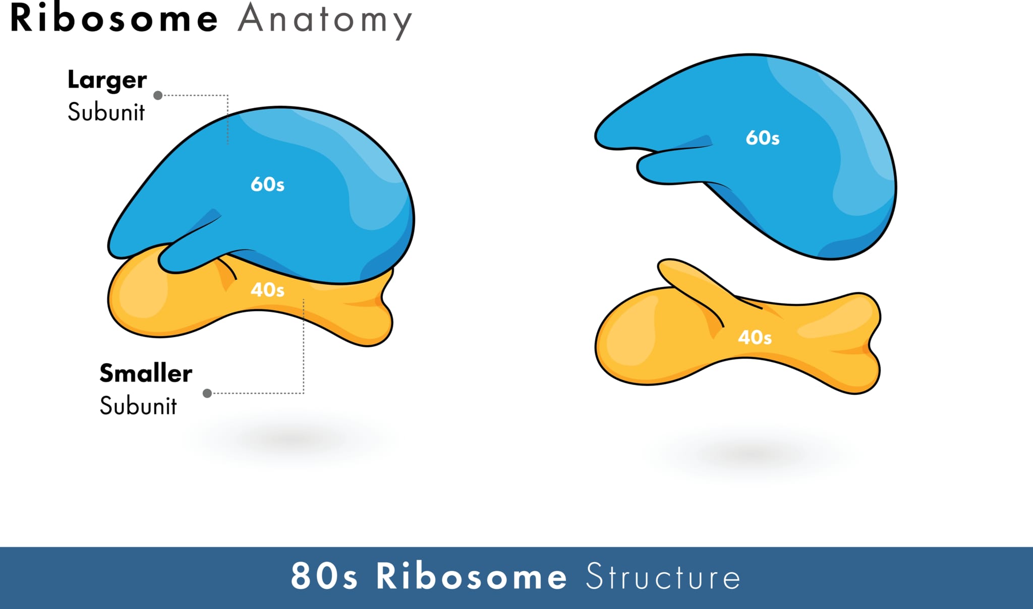 リボソームのサブユニット