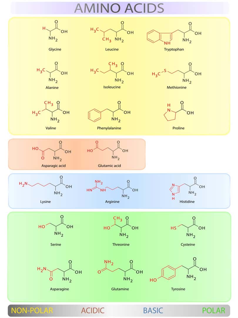 アミノ酸の構造と種類