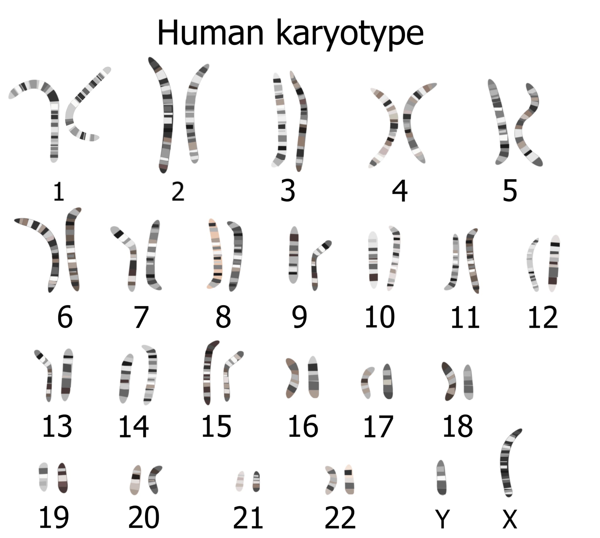 正常なヒトの核型