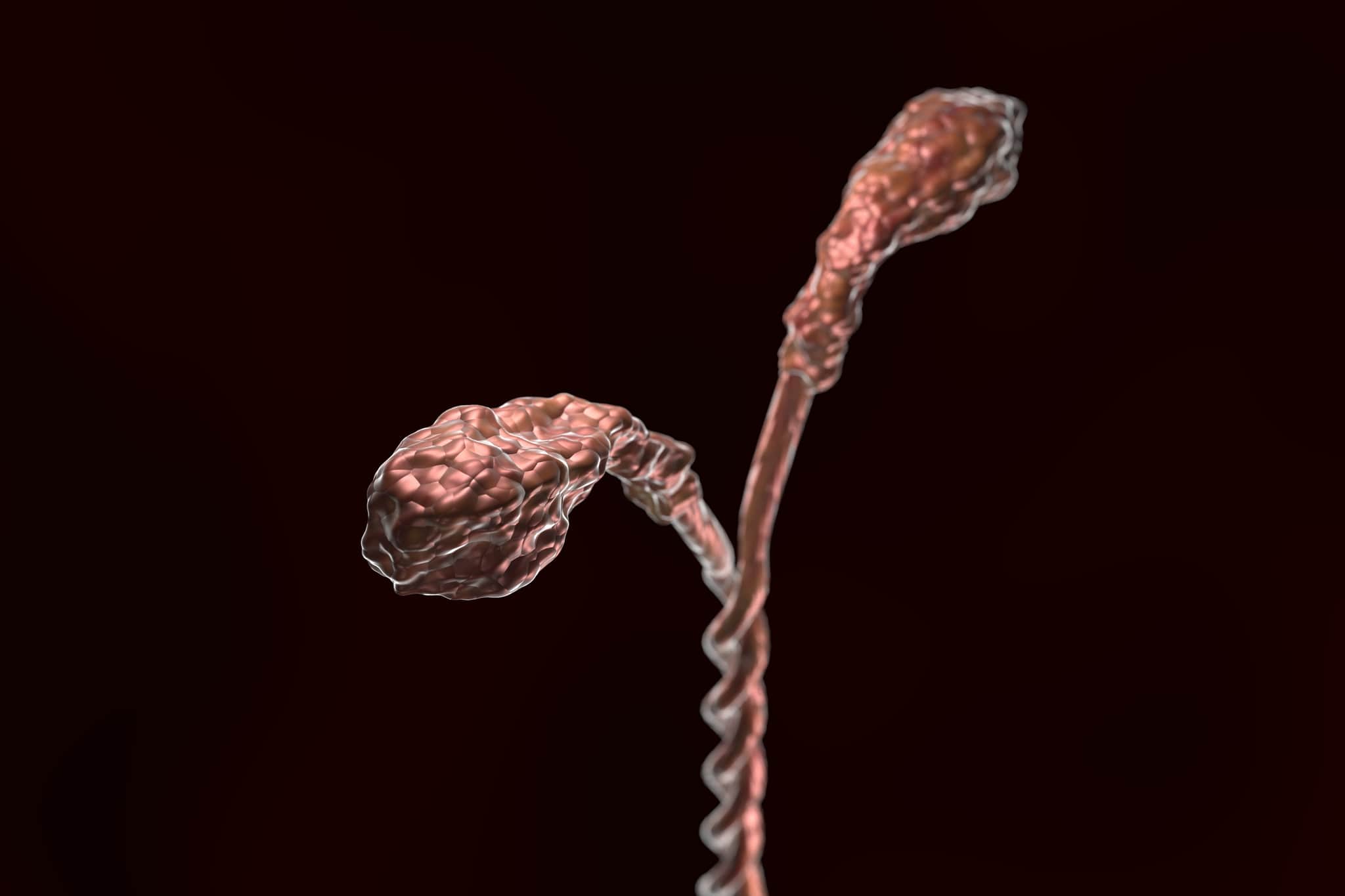 ミオシンの3Dイラスト