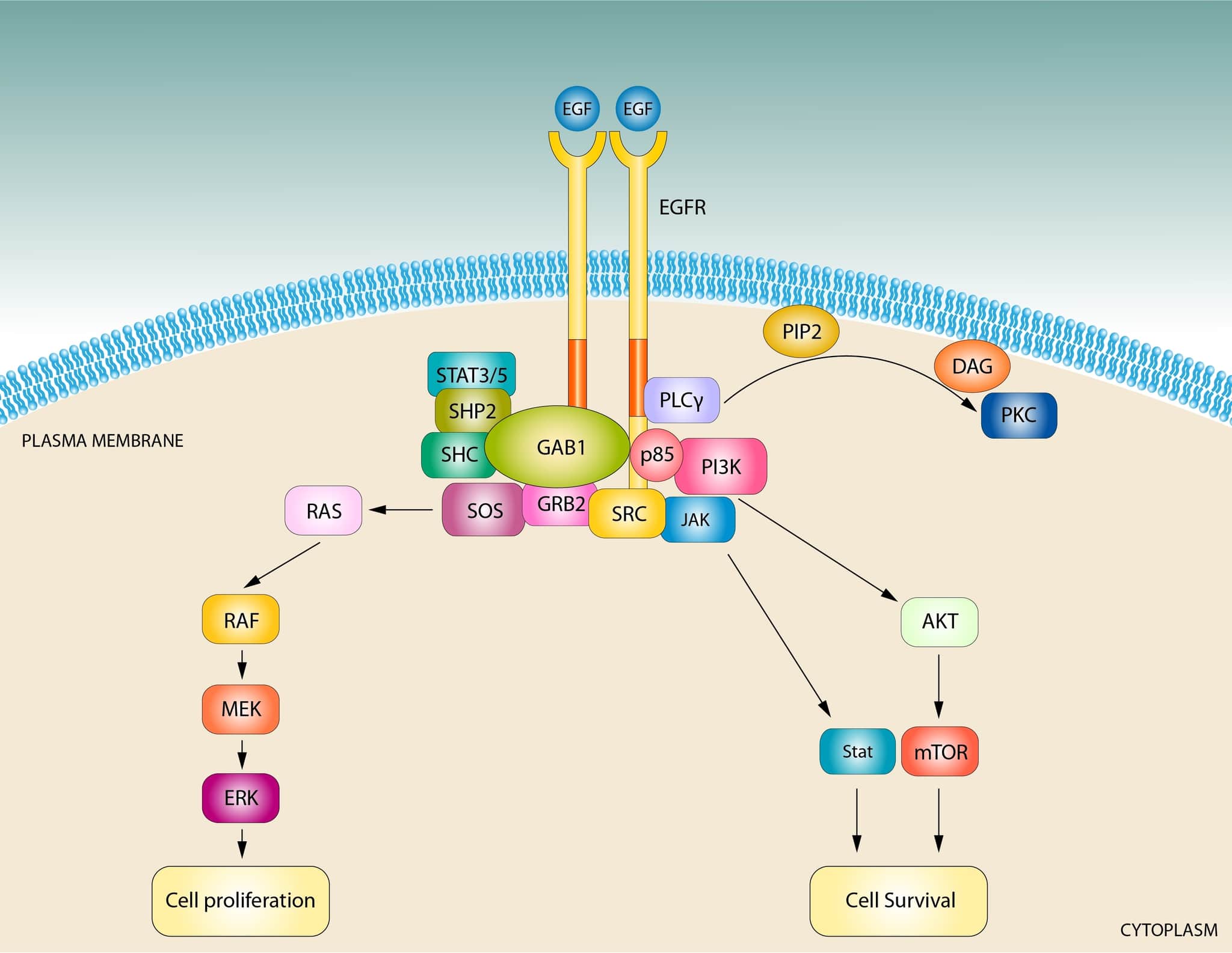 EGFシグナル伝達経路