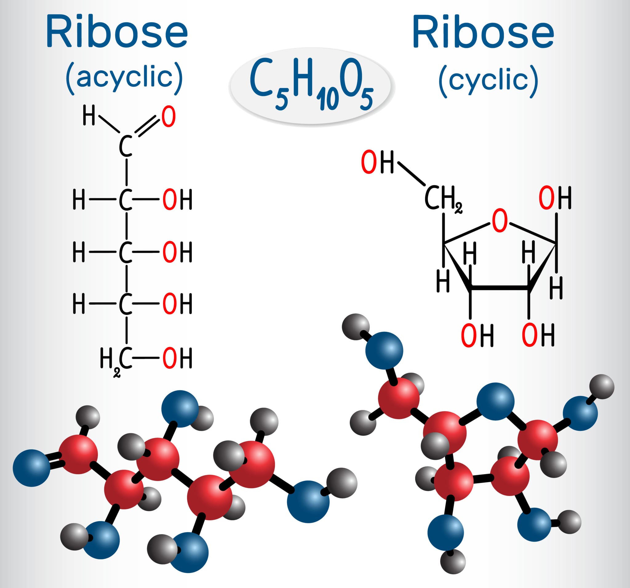 リボースとリボース(環状)の直鎖状(非環状)分子、それらは単糖である。構造化学式と分子モデル