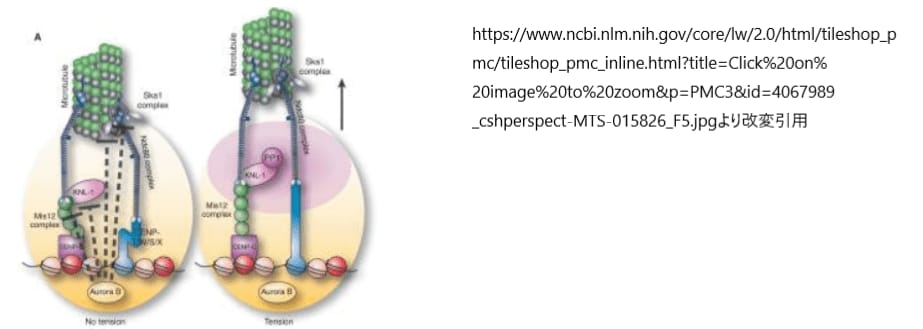 キネトコアとAuroraB