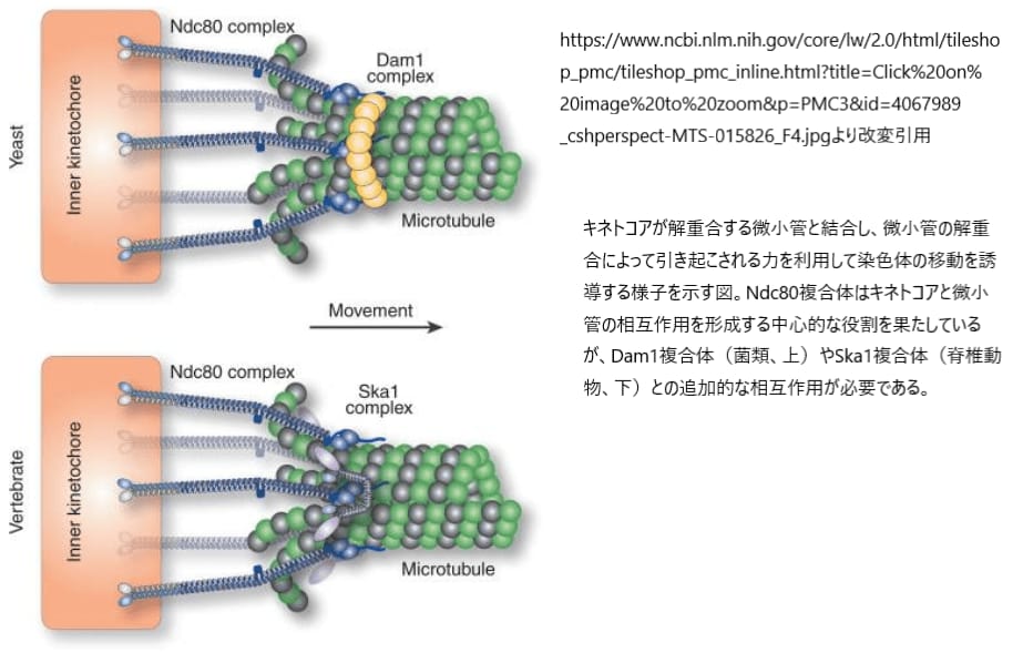 キネトコアと微小管のプラス端の結合